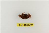 藏品(弧邊管招潮蟹)的圖片